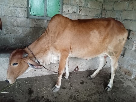 ગાય વેચવાની છે