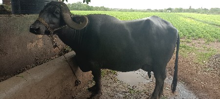 ભેશી