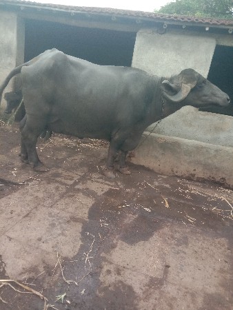 2, ભેસ વેસવાની છે