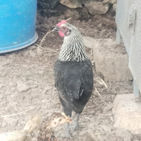 દેશી મરઘી
