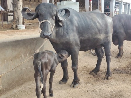 ભેસ વેચવાની છે