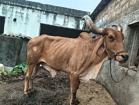 બળદ દેસી છે વેચવાના છે