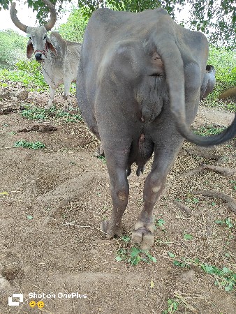 ભેંસ વેચવા ની છે