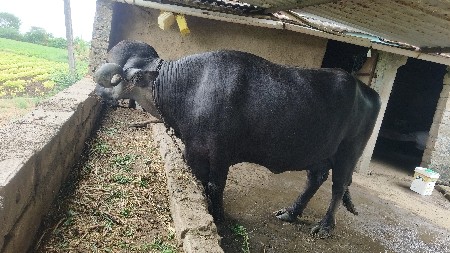 આ ભેંસ વેચવાની છે