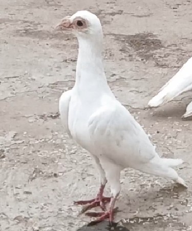 હુમર માદિ છે ભાઈ