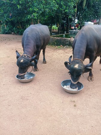 આ ભેંસુ વેચવાની છે
