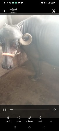 બે.ભેસો.વેસવાનિ.છે