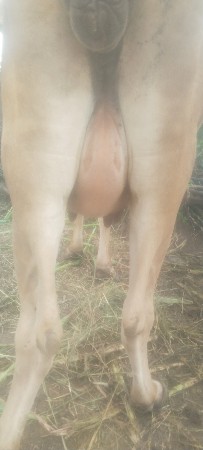 પેલું વેતર છે સાવ સોજી