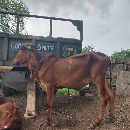 વાછડી વેચવાની છે
