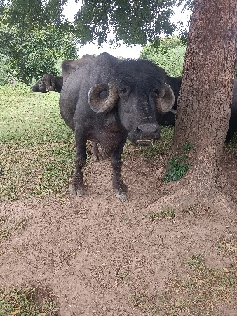 ભેંસ વેચવાની છે