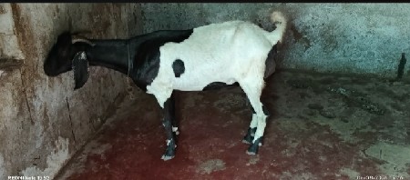 પતીરી બકરી વેચવાની છે