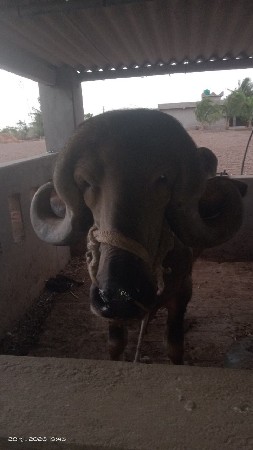 પાડો વેચવાનો છે