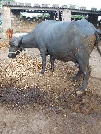 ભેંસ વેચવાની છે