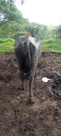 ભેંસ વેચવાની છે