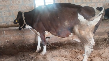 Sh .ગાય વેચવાની છે