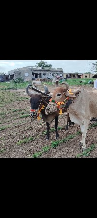 બળદ વેચવા ના છે