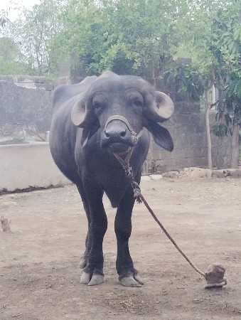 ભેસ વેચવાની છે.