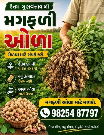 મગફળી ઓરા માં આપવાની છે...