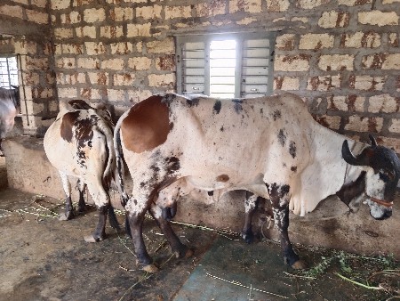 ગાય વેચવાની છે બંને ગાય