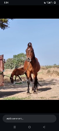ઘોડી વેચવા ની છે