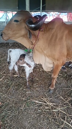 આગાયવેસવાનીસે