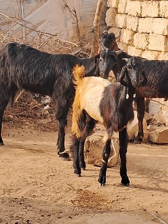 બકરો વેસવાનોસે