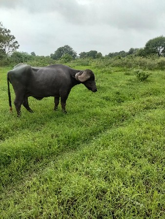 આ ભેંસ વેચવાની છે