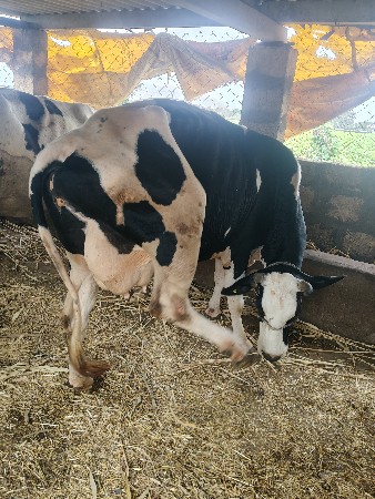 ગાય વેચવાની છે બીજું વેતર પદરદીવસની