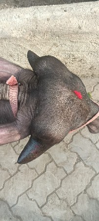 આ પાડી વેચવાની
