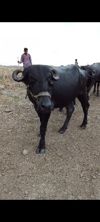 cid ભાવથી