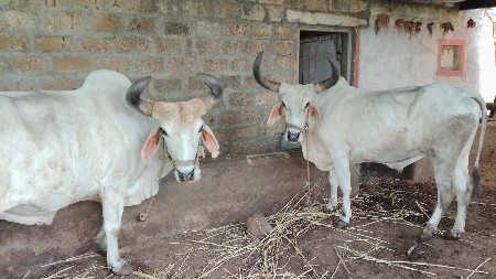 બળદ વેચવાના છે