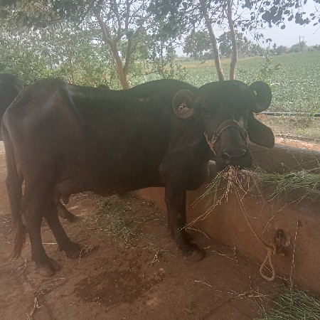 પેલુવેતર