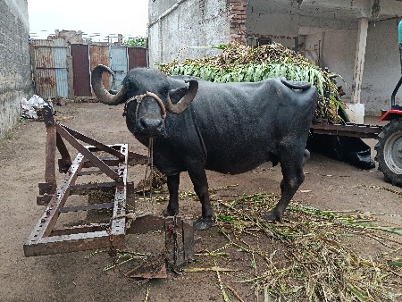 ભેંસ વેચવાની છે