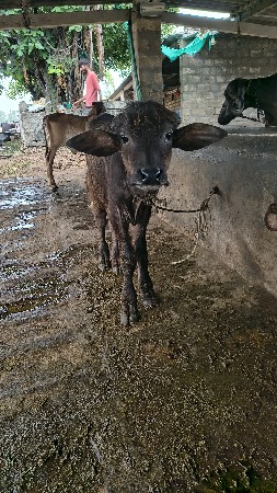 પાડો વેચવાનો સે