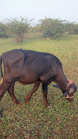 પાડો વેસવા નો છે