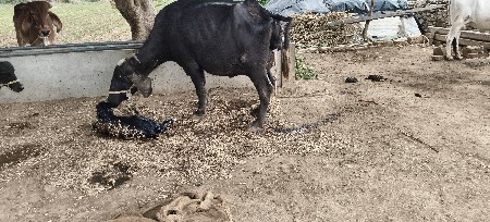 ભેંસ વેચવાની છે