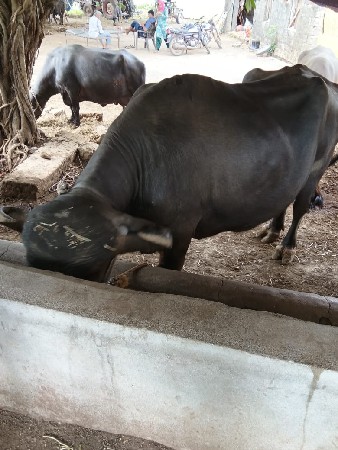 વેશવાની