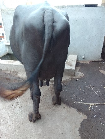 ભેંસ વેચવાની છે