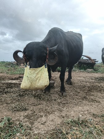 ભેંસ