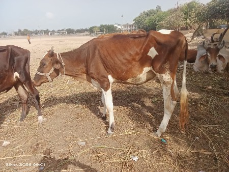 હોડકી વેચવાની છે