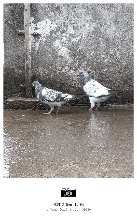 કબૂતર