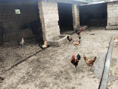 દેશી મરઘા વેચવાના છે