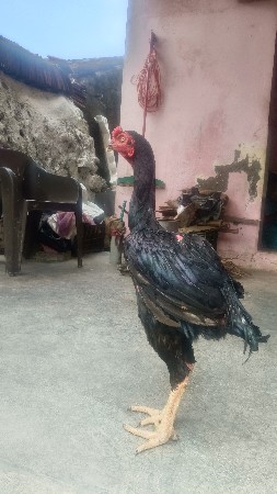 અસીલ મુરઘો વેચવાનો છે