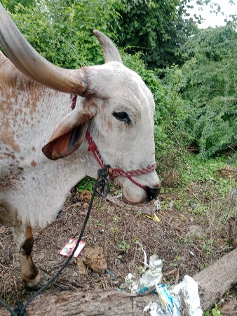 બળદ સારો છે સાચો છે