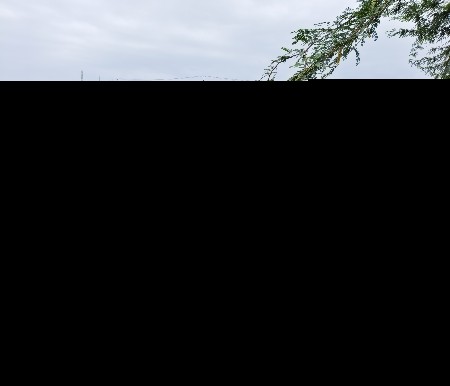 ભેસ પાડી