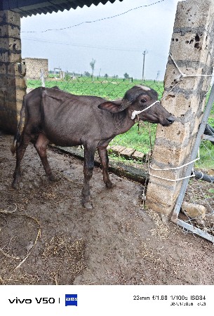 ચાંદલો પાડો વેચવાનો છે