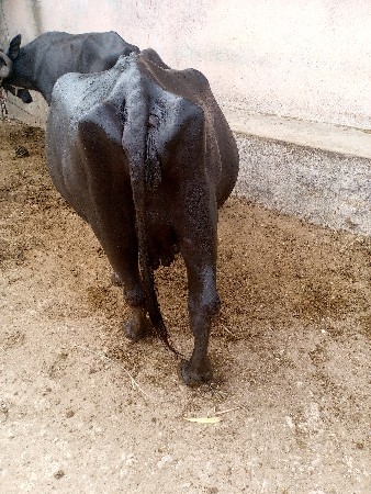 ભેંસ વેચવાની છે