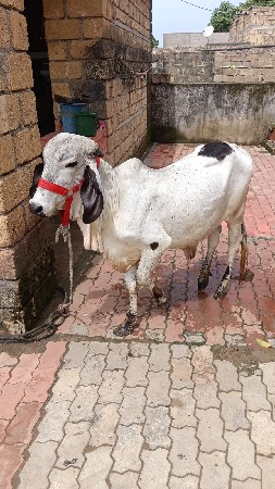 અઠી વરસની ગીર હોડકી કાબરી કાળા