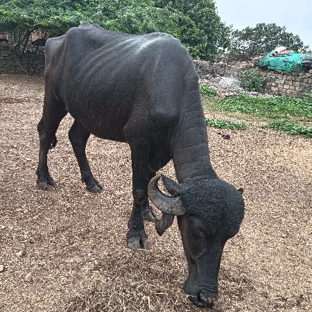 ખડેલી વેશવાની છે