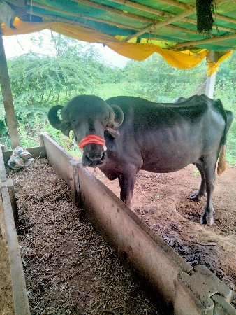 ખડાય વેચવાની સે